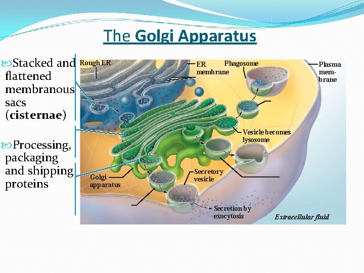 The Golgi Apparatus Stacked and flattened membranous sacs (cisternae) Processing, packaging and shipping proteins