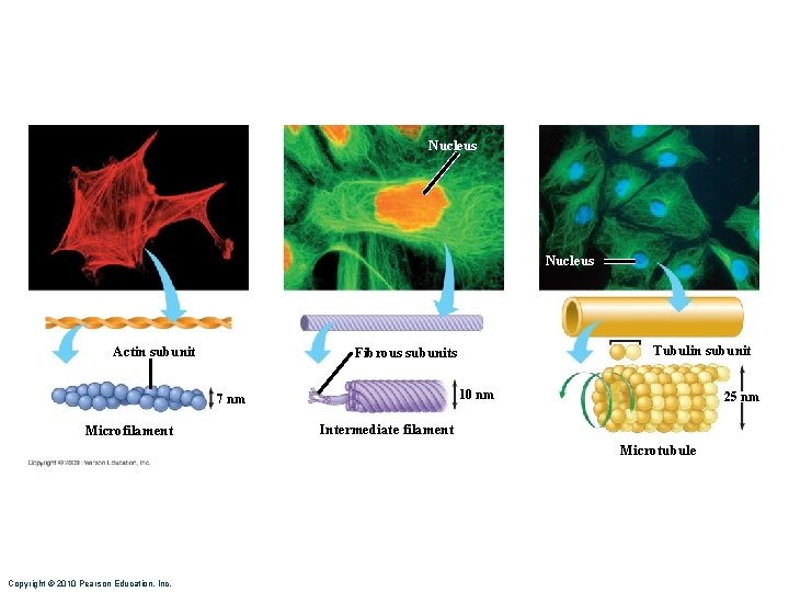 Nucleus Actin subunit 10 nm 7 nm Microfilament Tubulin subunit Fibrous subunits 25 nm