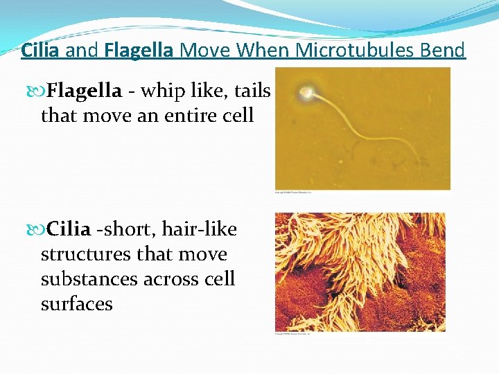 Cilia and Flagella Move When Microtubules Bend Flagella - whip like, tails that move