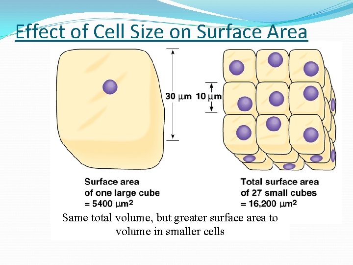 Effect of Cell Size on Surface Area Same total volume, but greater surface area