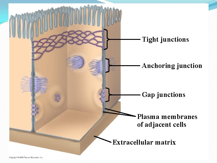 Tight junctions Anchoring junction Gap junctions Plasma membranes of adjacent cells Extracellular matrix 