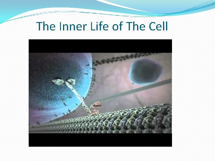 The Inner Life of The Cell 