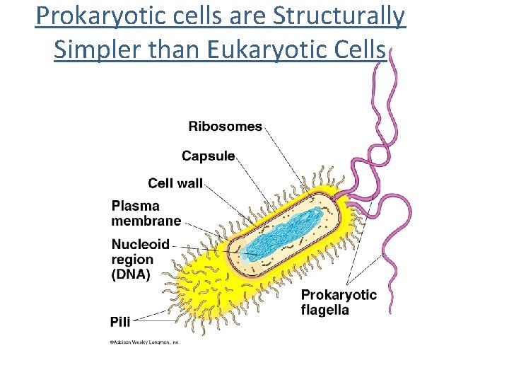 Prokaryotic cells are Structurally Simpler than Eukaryotic Cells 