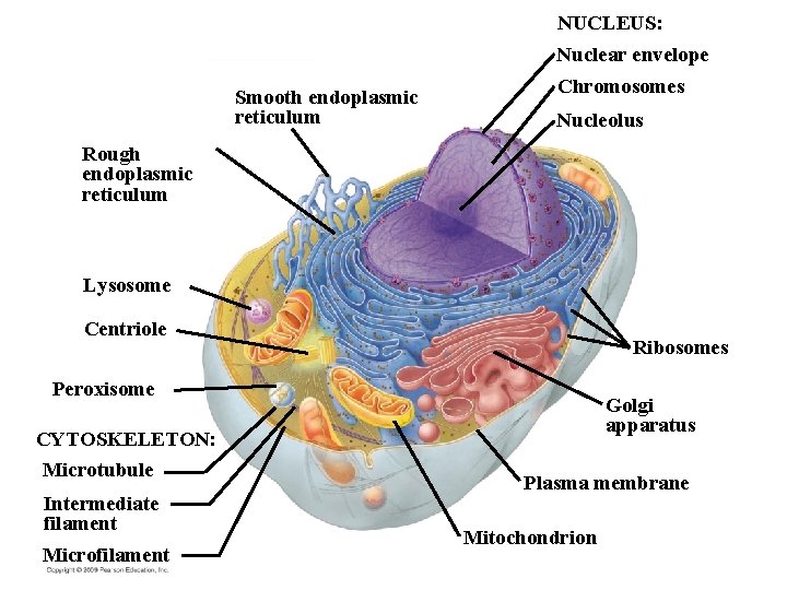 NUCLEUS: Nuclear envelope Smooth endoplasmic reticulum Chromosomes Nucleolus Rough endoplasmic reticulum Lysosome Centriole Ribosomes