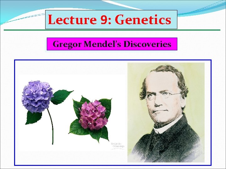 Lecture 9: Genetics Gregor Mendel’s Discoveries 