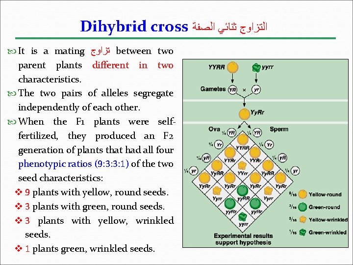 Dihybrid cross ﺍﻟﺘﺰﺍﻭﺝ ﺛﻨﺎﺋﻲ ﺍﻟﺼﻔﺔ It is a mating ﺗﺰﺍﻭﺝ between two parent plants