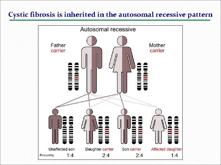 Cystic fibrosis is inherited in the autosomal recessive pattern 