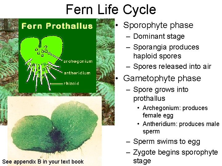 Fern Life Cycle • Sporophyte phase – Dominant stage – Sporangia produces haploid spores