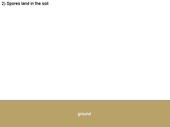 2) Spores land in the soil ground 