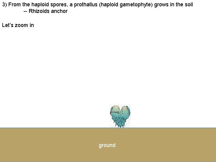 3) From the haploid spores, a prothallus (haploid gametophyte) grows in the soil --