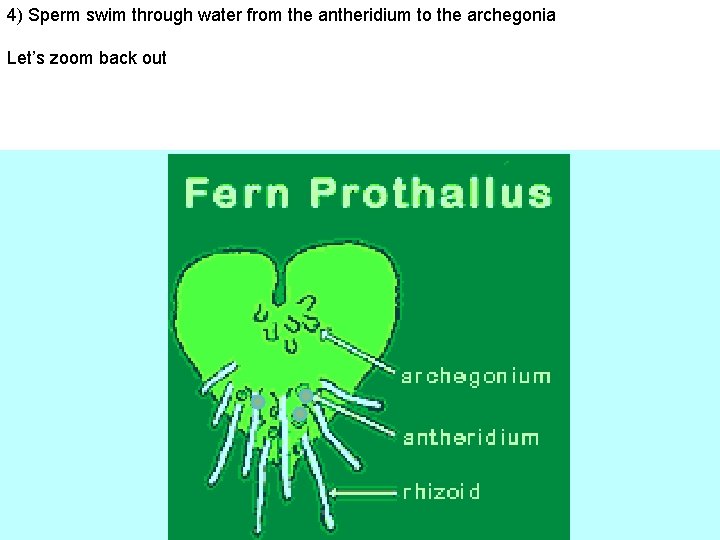 4) Sperm swim through water from the antheridium to the archegonia Let’s zoom back