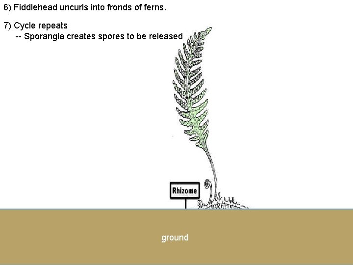 6) Fiddlehead uncurls into fronds of ferns. 7) Cycle repeats -- Sporangia creates spores