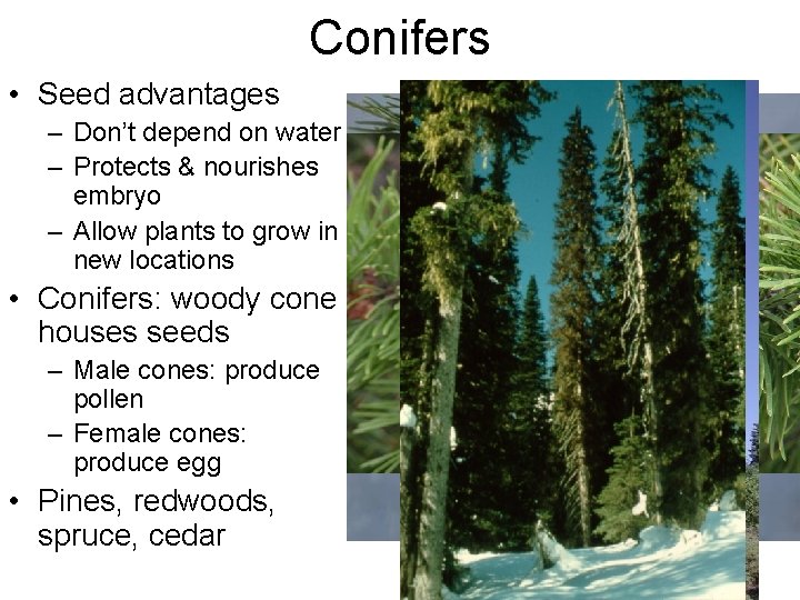 Conifers • Seed advantages – Don’t depend on water – Protects & nourishes embryo