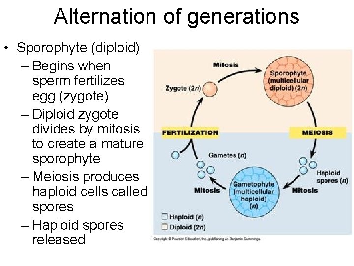 Alternation of generations • Sporophyte (diploid) – Begins when sperm fertilizes egg (zygote) –