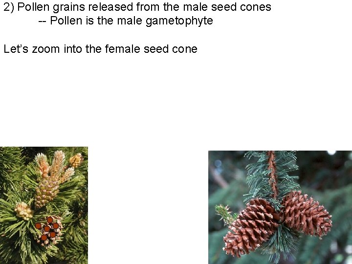 2) Pollen grains released from the male seed cones -- Pollen is the male