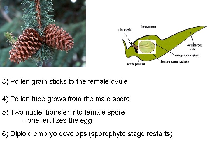 3) Pollen grain sticks to the female ovule 4) Pollen tube grows from the