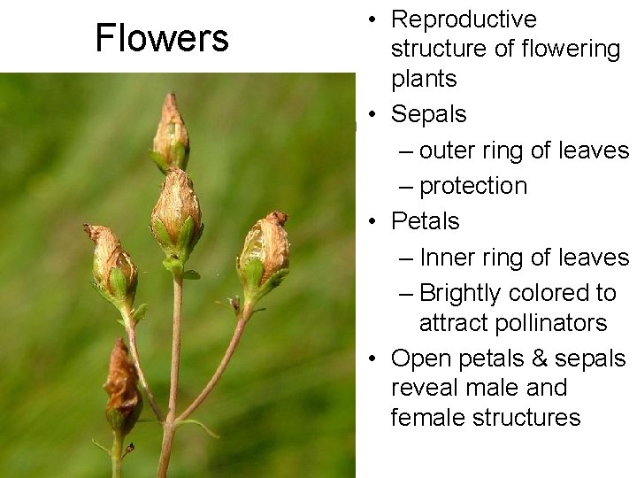 Flowers • Reproductive structure of flowering plants • Sepals – outer ring of leaves