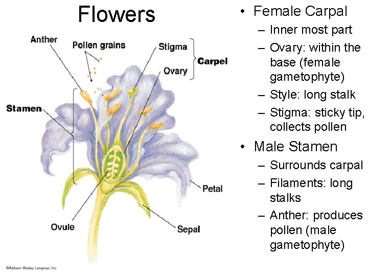 Flowers • Female Carpal – Inner most part – Ovary: within the base (female