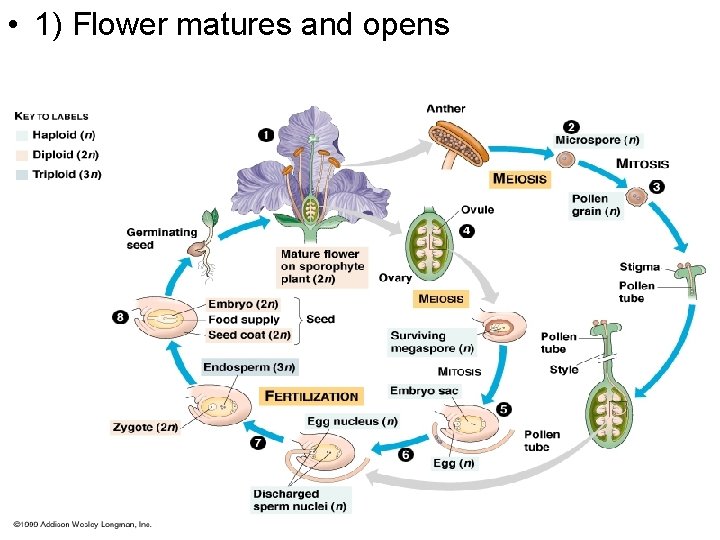  • 1) Flower matures and opens 