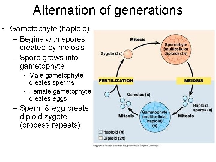 Alternation of generations • Gametophyte (haploid) – Begins with spores created by meiosis –