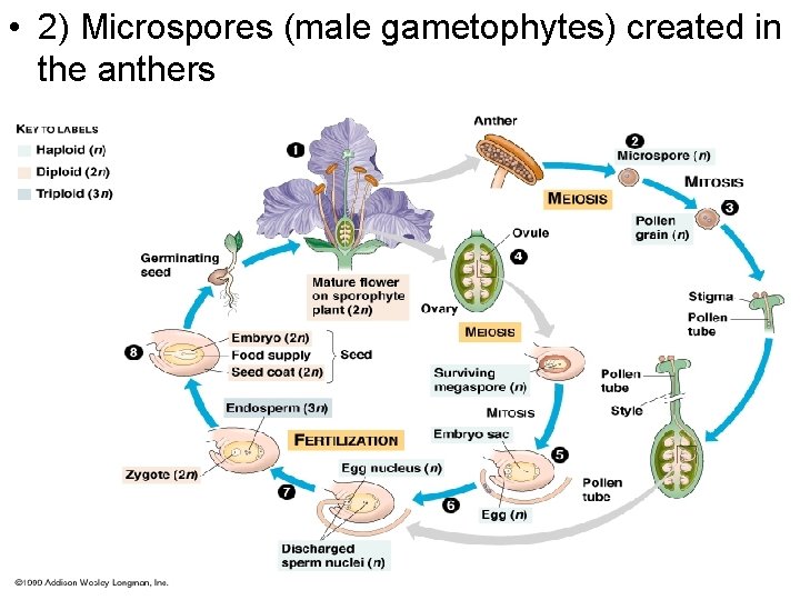  • 2) Microspores (male gametophytes) created in the anthers 