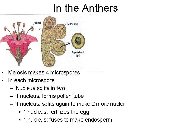 In the Anthers • Meiosis makes 4 microspores • In each microspore – Nucleus