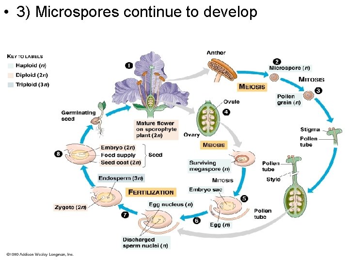  • 3) Microspores continue to develop 