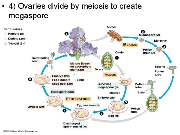  • 4) Ovaries divide by meiosis to create megaspore 