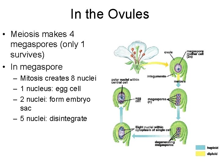 In the Ovules • Meiosis makes 4 megaspores (only 1 survives) • In megaspore