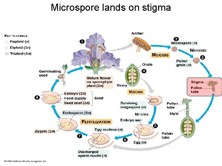 Microspore lands on stigma 