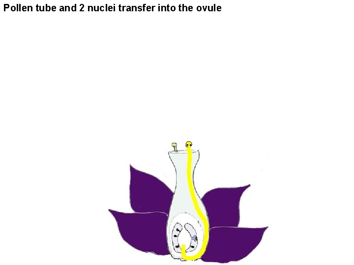 Pollen tube and 2 nuclei transfer into the ovule . . 