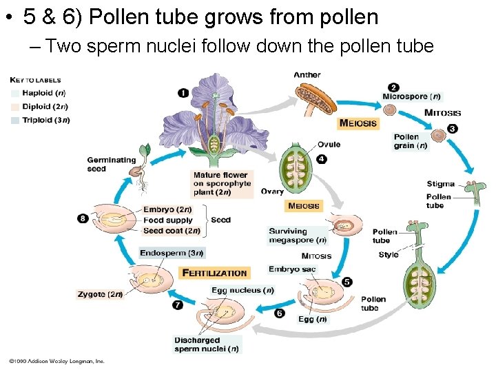  • 5 & 6) Pollen tube grows from pollen – Two sperm nuclei