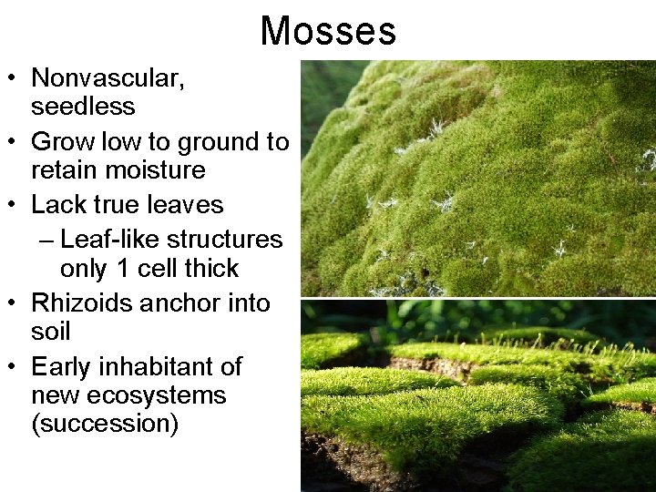 Mosses • Nonvascular, seedless • Grow low to ground to retain moisture • Lack