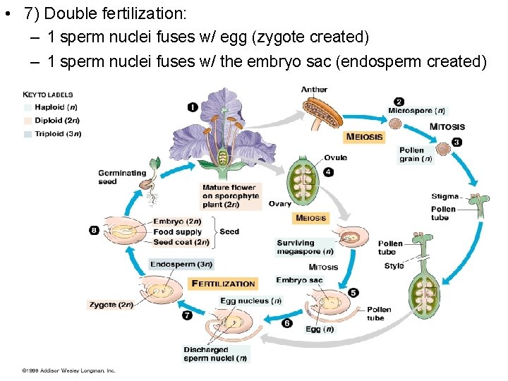  • 7) Double fertilization: – 1 sperm nuclei fuses w/ egg (zygote created)