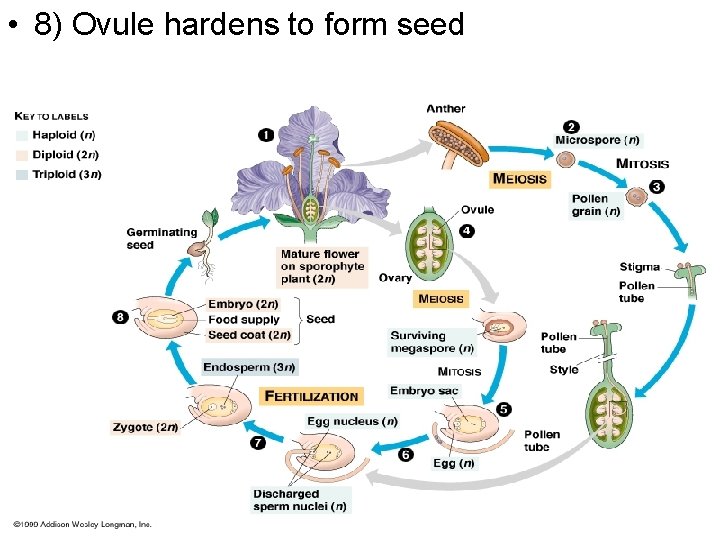  • 8) Ovule hardens to form seed 