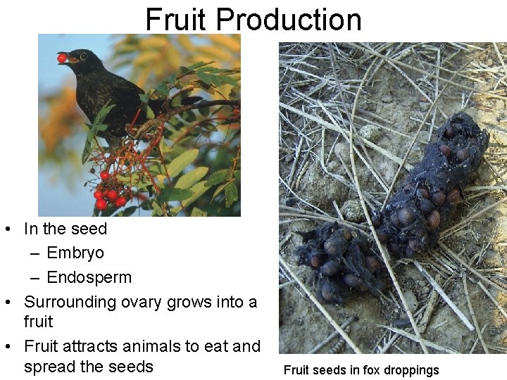 Fruit Production • In the seed – Embryo – Endosperm • Surrounding ovary grows