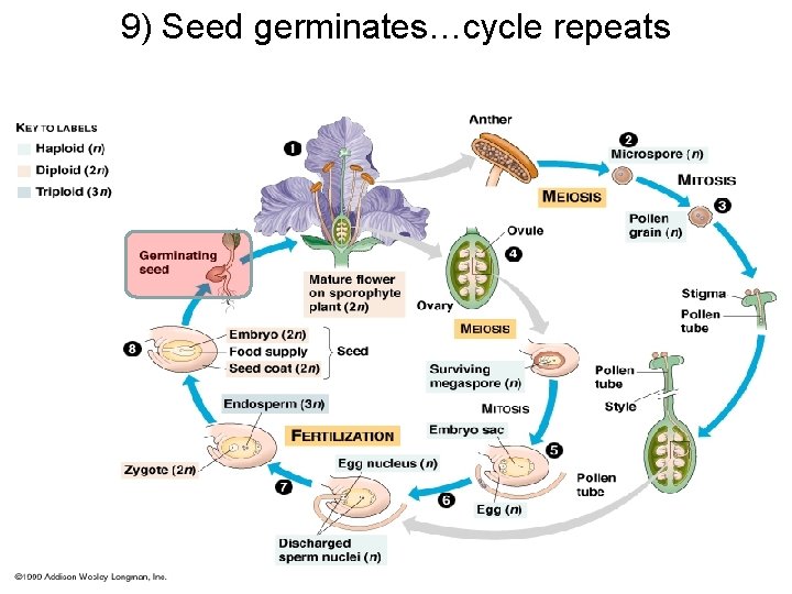 9) Seed germinates…cycle repeats 