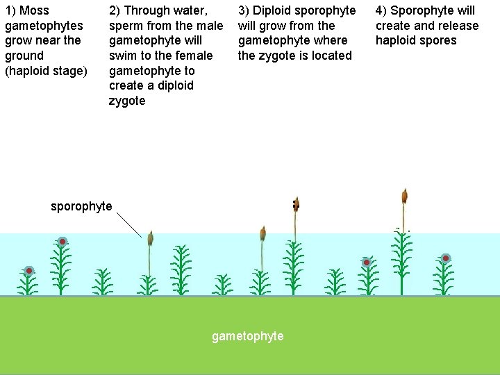 1) Moss gametophytes grow near the ground (haploid stage) 2) Through water, sperm from