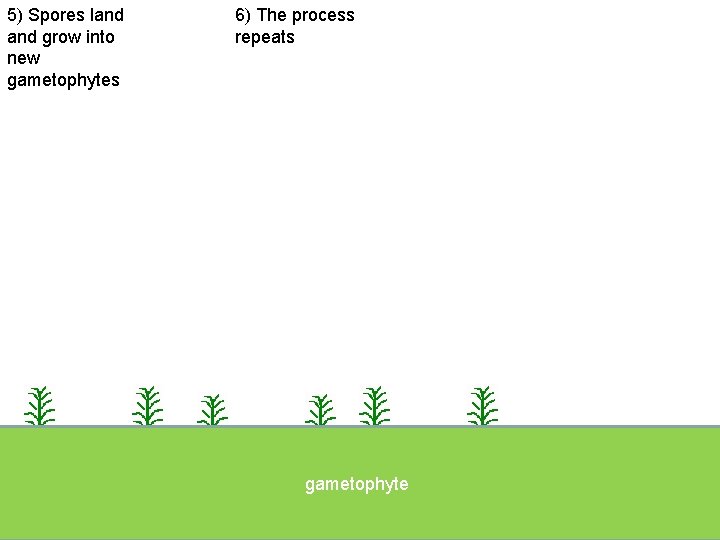 5) Spores land grow into new gametophytes 6) The process repeats gametophyte ground 