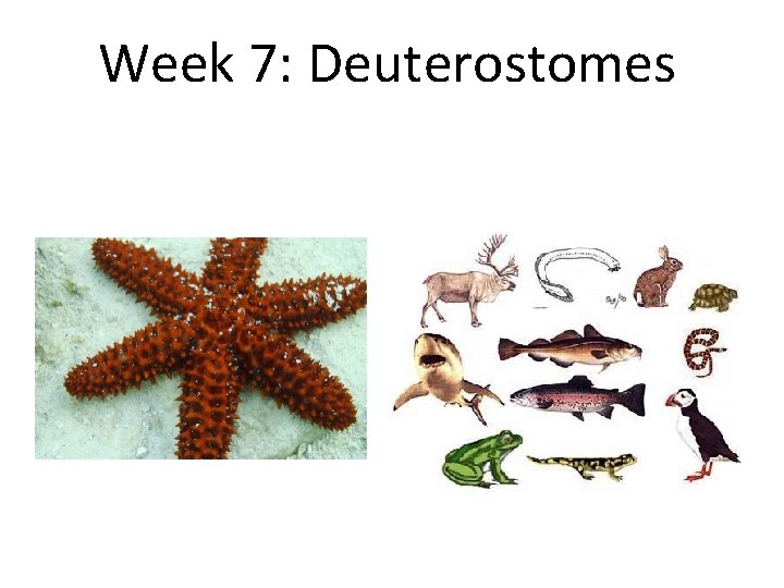Week 7: Deuterostomes Week 7: Deuterostomes