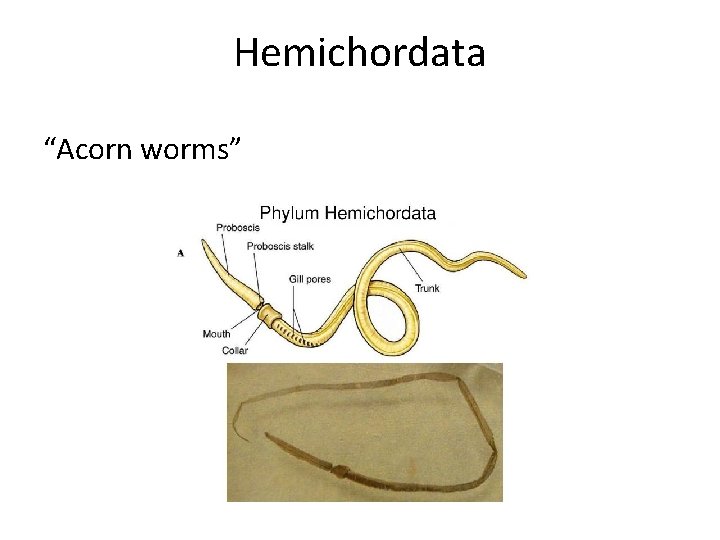 Hemichordata “Acorn worms” Hemichordata “Acorn worms”