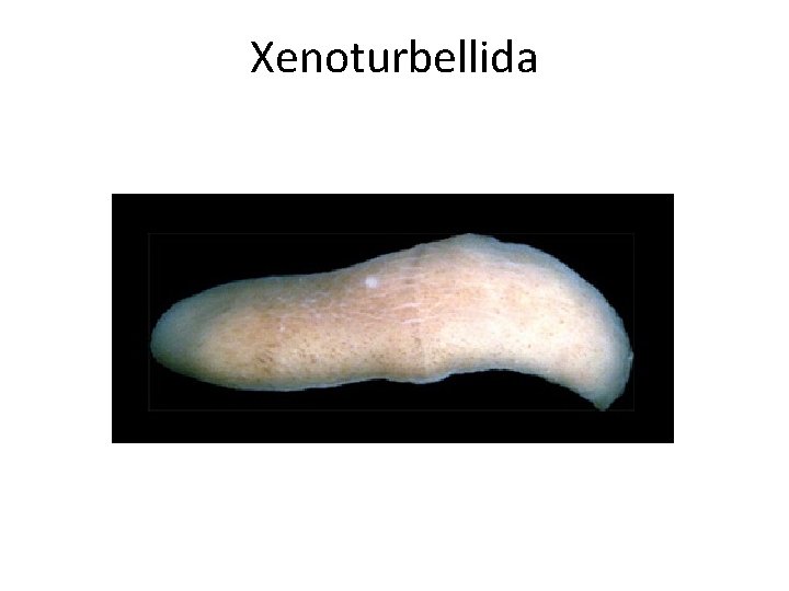 Xenoturbellida Xenoturbellida