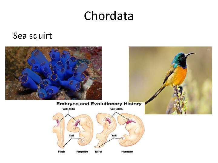 Chordata Sea squirt Chordata Sea squirt