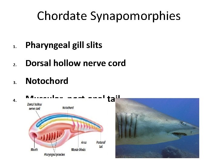Chordate Synapomorphies 1. Pharyngeal gill slits 2. Dorsal hollow nerve cord 3. Notochord 4. Chordate Synapomorphies 1. Pharyngeal gill slits 2. Dorsal hollow nerve cord 3. Notochord 4.