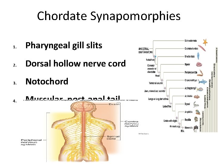 Chordate Synapomorphies 1. Pharyngeal gill slits 2. Dorsal hollow nerve cord 3. Notochord 4. Chordate Synapomorphies 1. Pharyngeal gill slits 2. Dorsal hollow nerve cord 3. Notochord 4.
