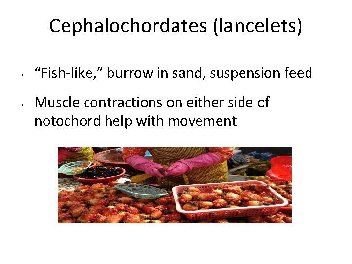 Cephalochordates (lancelets) • • “Fish-like, ” burrow in sand, suspension feed Muscle contractions on Cephalochordates (lancelets) • • “Fish-like, ” burrow in sand, suspension feed Muscle contractions on