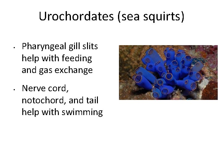 Urochordates (sea squirts) • • Pharyngeal gill slits help with feeding and gas exchange Urochordates (sea squirts) • • Pharyngeal gill slits help with feeding and gas exchange