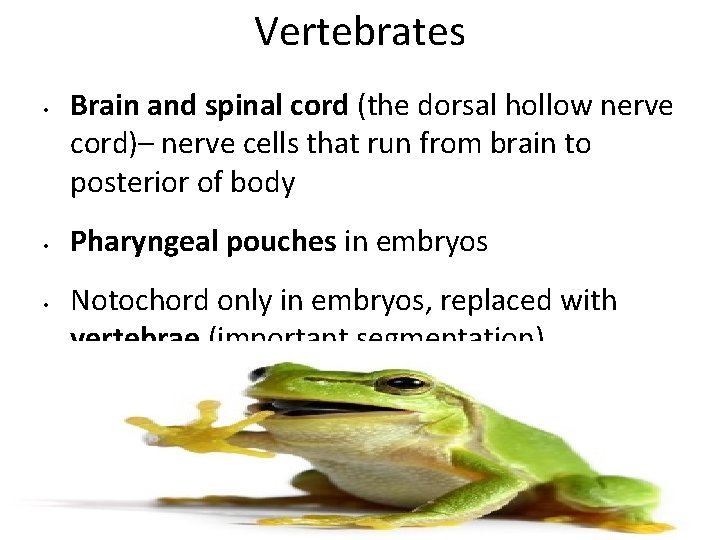 Vertebrates • • • Brain and spinal cord (the dorsal hollow nerve cord)– nerve Vertebrates • • • Brain and spinal cord (the dorsal hollow nerve cord)– nerve