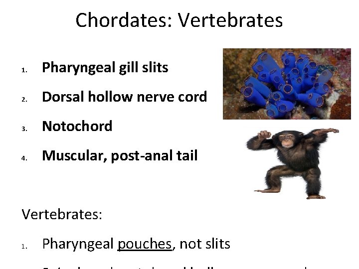 Chordates: Vertebrates 1. Pharyngeal gill slits 2. Dorsal hollow nerve cord 3. Notochord 4. Chordates: Vertebrates 1. Pharyngeal gill slits 2. Dorsal hollow nerve cord 3. Notochord 4.