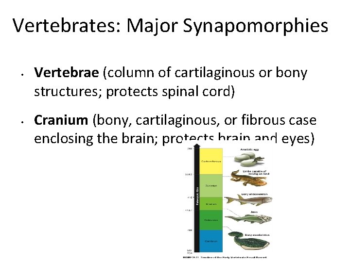 Vertebrates: Major Synapomorphies • • Vertebrae (column of cartilaginous or bony structures; protects spinal Vertebrates: Major Synapomorphies • • Vertebrae (column of cartilaginous or bony structures; protects spinal